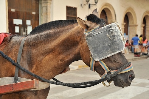 Brown horse with black mane and tail wearing worn leather blinders.