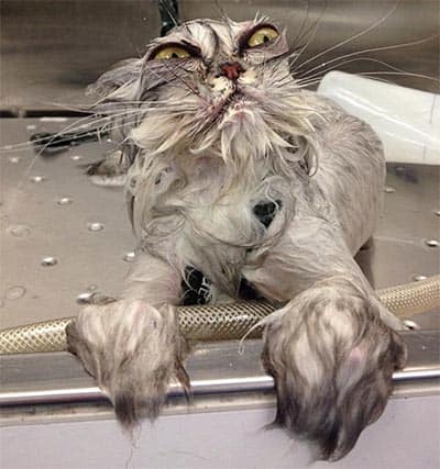 An angry cat with wet fur, matted whiskers, and yellow eyes.