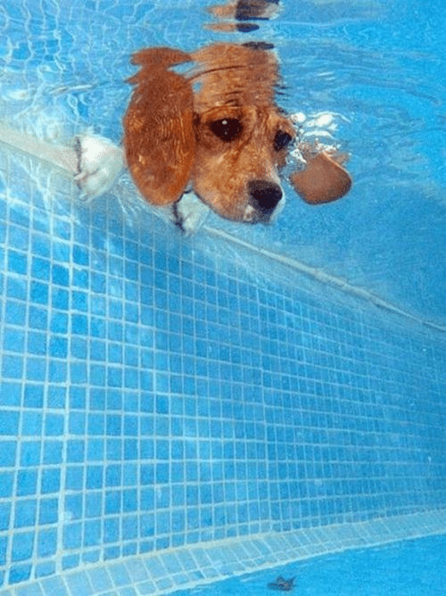 A dog's head peeks out from the surface of a swimming pool, its ears flapping playfully.