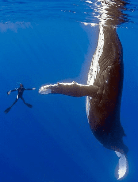 Large grayish-white whale swimming in ocean with small white boat or raft visible in background.