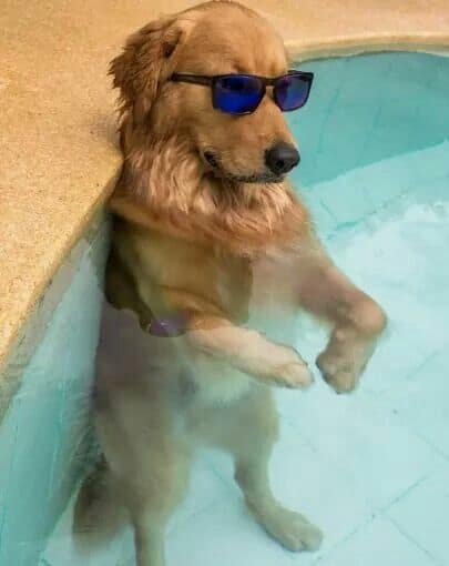 Tan dog with long fur on ears and chest, wearing black sunglasses with blue lenses, stands in a light aqua blue swimming pool.