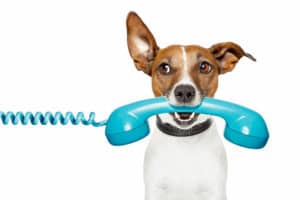 A dog's head with large ears holding a blue phone.