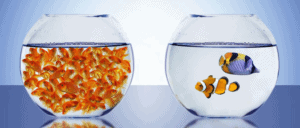 Glass bowl with orange fish and food.