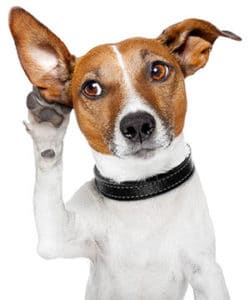 A close-up photograph of a dog's raised paw against a white background.
