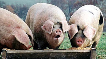 Three pigs eating from a trough in a grassy field.