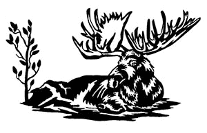 Moose Scene