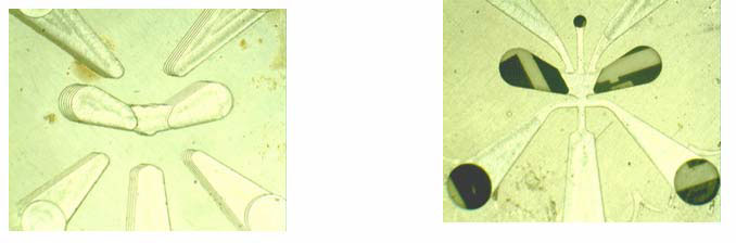 Small parts with rounded edges and a central hole, microscopic.